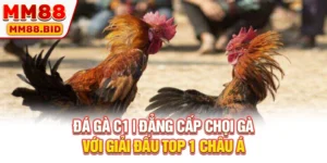 Đá Gà C1 | Đẳng Cấp Chọi Gà Với Giải Đấu TOP 1 châu Á