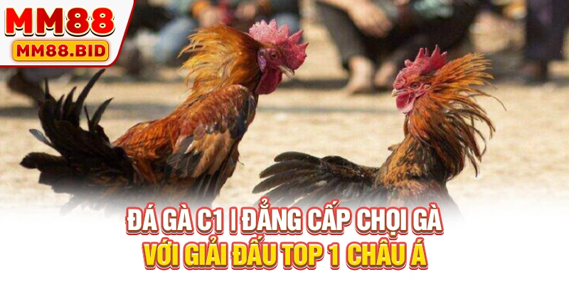 Đá Gà C1 | Đẳng Cấp Chọi Gà Với Giải Đấu TOP 1 châu Á