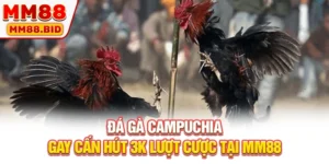 Đá Gà Campuchia Gay Cấn Hút 3k Lượt Cược Tại MM88