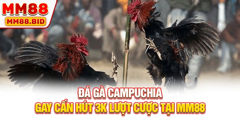 Đá Gà Campuchia Gay Cấn Hút 3k Lượt Cược Tại MM88