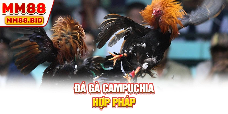 Đá gà Campuchia hợp pháp