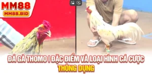 Đá Gà Thomo | Đặc Điểm Và Loại Hình Cá Cược Thông Dụng