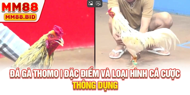 Đá Gà Thomo | Đặc Điểm Và Loại Hình Cá Cược Thông Dụng