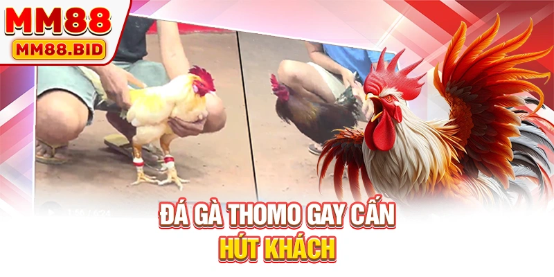 Đá gà Thomo gay cấn hút khách