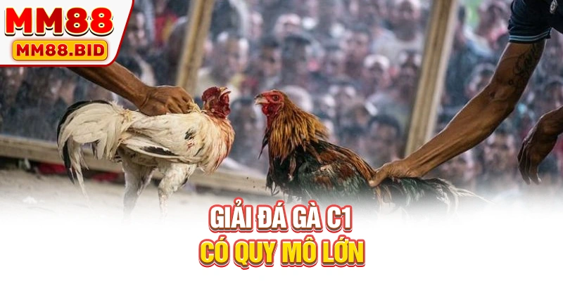 Giải đá gà C1 có quy mô lớn