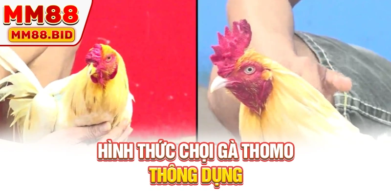 Hình thức chọi gà Thomo thông dụng