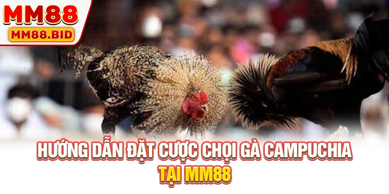 Hướng dẫn đặt cược chọi gà Campuchia tại MM88
