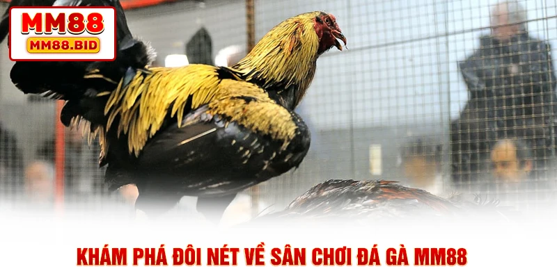Khám phá đôi nét về sân chơi đá gà MM88