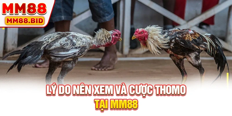 Lý do nên xem và cược Thomo tại MM88