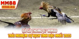 Đá Gà Thomo 67 MM88: Trải Nghiệm Sự Kịch Tính Bậc Nhất 2025