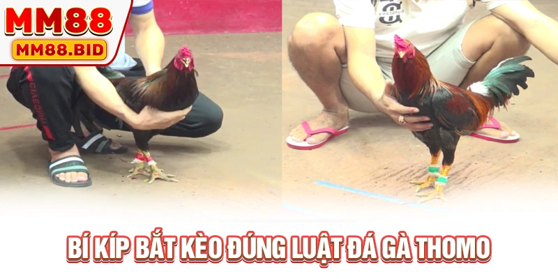 Bí kíp bắt kèo đúng luật đá gà Thomo