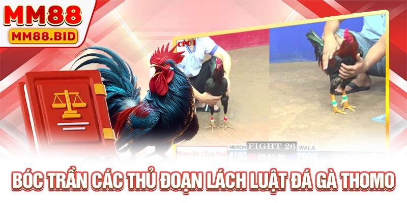 Bóc trần các thủ đoạn lách luật đá gà Thomo