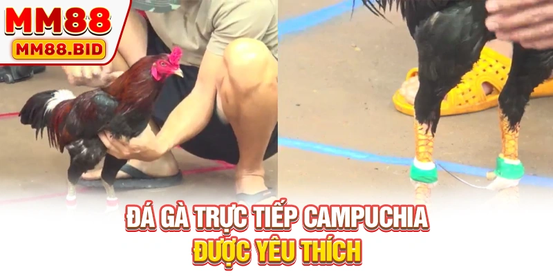 Đá gà trực tiếp Campuchia được yêu thích