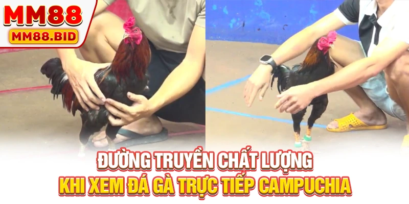 Đường truyền chất lượng khi xem đá gà trực tiếp Campuchia
