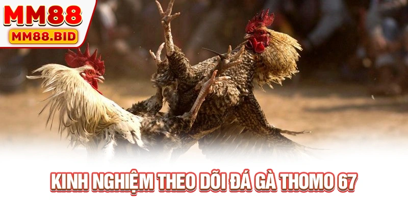 Kinh nghiệm theo dõi đá gà Thomo 67