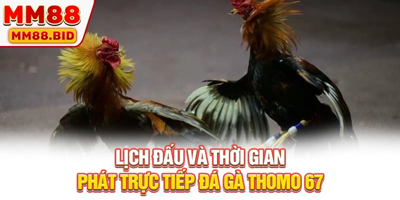 Lịch đấu và thời gian phát trực tiếp đá gà Thomo 67