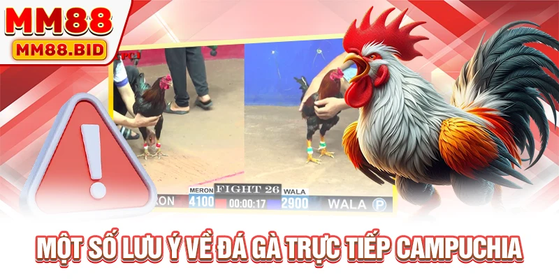 Một số lưu ý về đá gà trực tiếp Campuchia